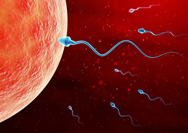 Intracytoplasmic sperm injection